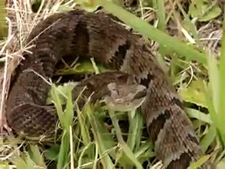 video de cobra jararaca 2