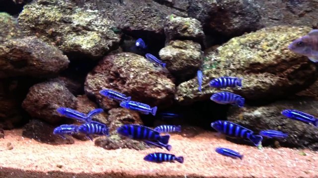 Malawi Aquarium mit Melanochromis Maingano, Pseudotropheus Demasoni, Aulonocara Jacobfreibergi
