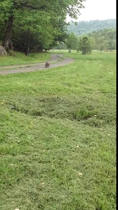 Hello Mr. Raccoon.