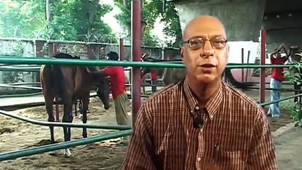 Polo Bridles and Bits