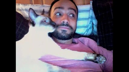 Meet Andy, the new Purina Cat Chow Correspondent