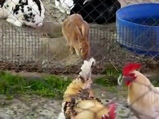 Animalitos de la Escuela Granja en Villa Lugano