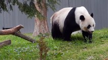 Giant Panda Mei Xiang searching for Bao Bao