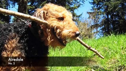 38 Breeds of Non Shedding Dogs