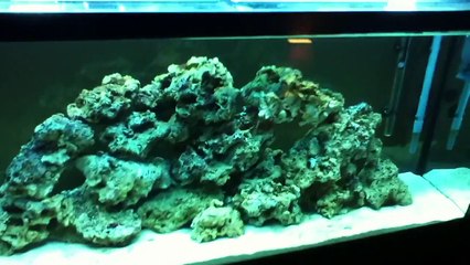 55 Gallon Saltwater Tank in Cycling-HD