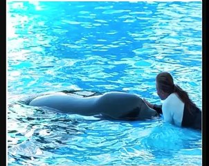 The Truth about Dawn Brancheau's Death