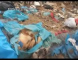 Mas de 6 toneladas de perros y gatos sacrificados por CIAAM