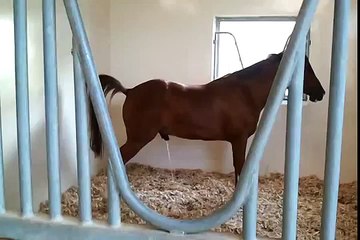 Unerhört! Pferd pinkelt in den Stall