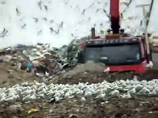 Gulls at Rainham Landfill Site, London, UK, March 2011