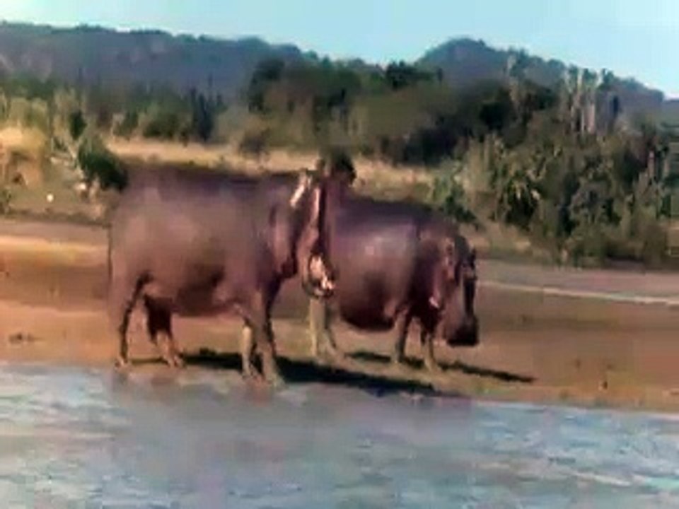 besoffene tiere