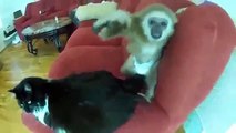 Funny and cute animal compilation - mischievous monkey and cat