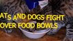 Cats and dogs fight over food bowls & dishes   Funny animal compilation