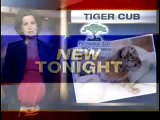 Pittsburgh Zoo Tiger Rejects Newly Born Cub