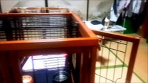 【かわいい、おもしろ動画】コーギーモモちゃんの熱視線　Japanese funny dog Welsh Corgi　momo  吹き出しVer