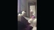 Maltese Terrier and cat play fighting CUTE Puppy vs. Cat