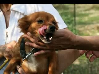 Cani da adottare o  per loro un luogo  dove stare. 2009 Nepi VT