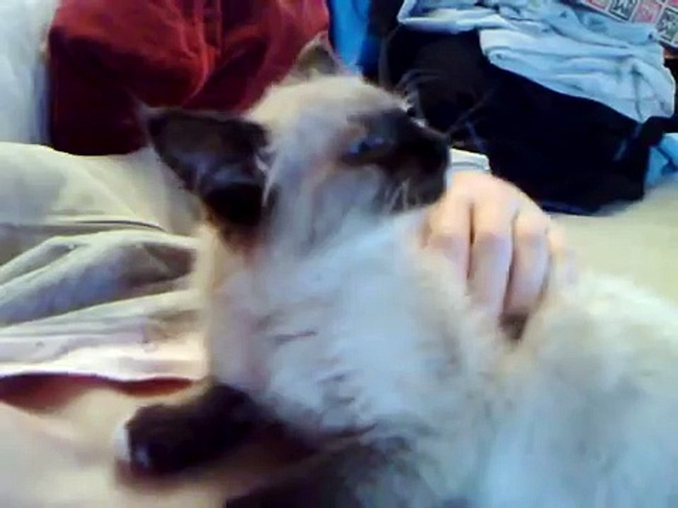 Ragdoll kitten meowing in ecstacy