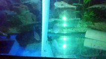 Return Of My Hybrid Cichlids - Flowerhorns and Red Texas Fish - My Tanks