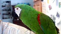 Dante the Mildly Severe macaw