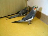 オカメインコ(왕관앵무새)cockatiel:ハウルの歌　