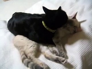 猫のベッドシーン