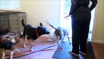 Charley (Border Collie) Boot Camp Dog Training Video