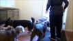 Rosie (Rough Coated Collie) Dog Training Boot Camp Video