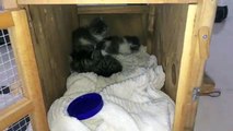 CUTE 10 day old KITTENS playing / sleeping
