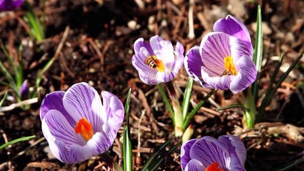 Spring Bees in Crocus
