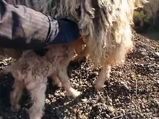 ANKARA KEÇİSİ VE YAVRULARI