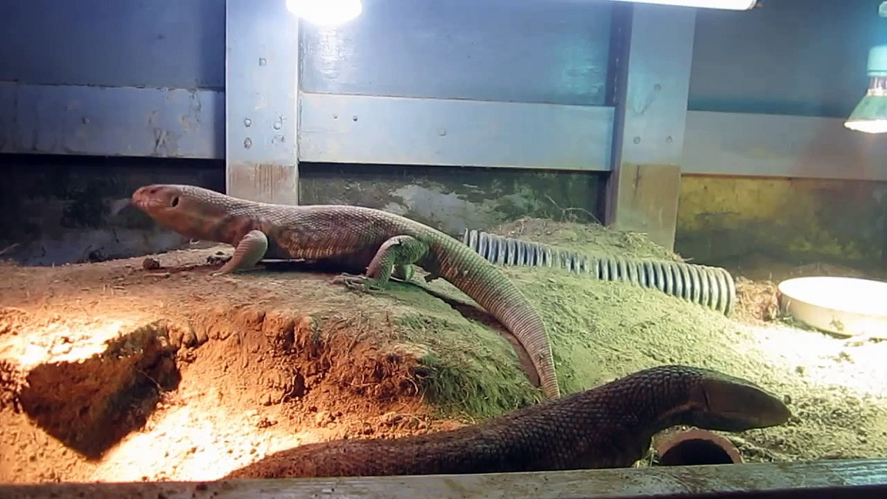 Another Savannah Monitor feeding