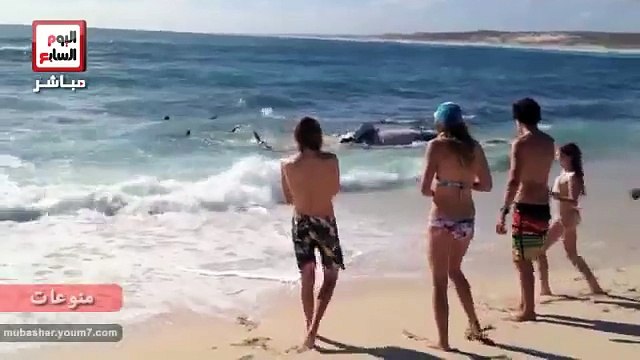 100 سمكة قرش تلتهم حوتاً على شاطئ المحيط الهندى