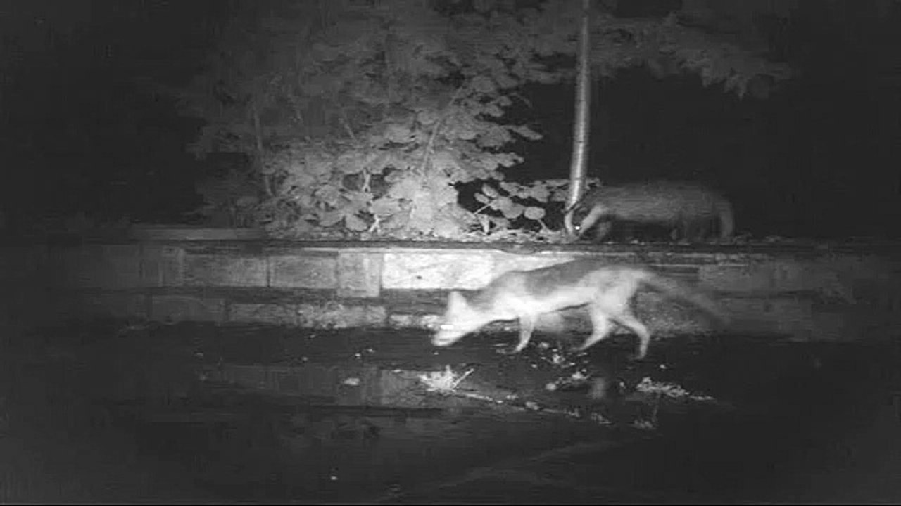 1 blaireau, 2 fouines et les renards