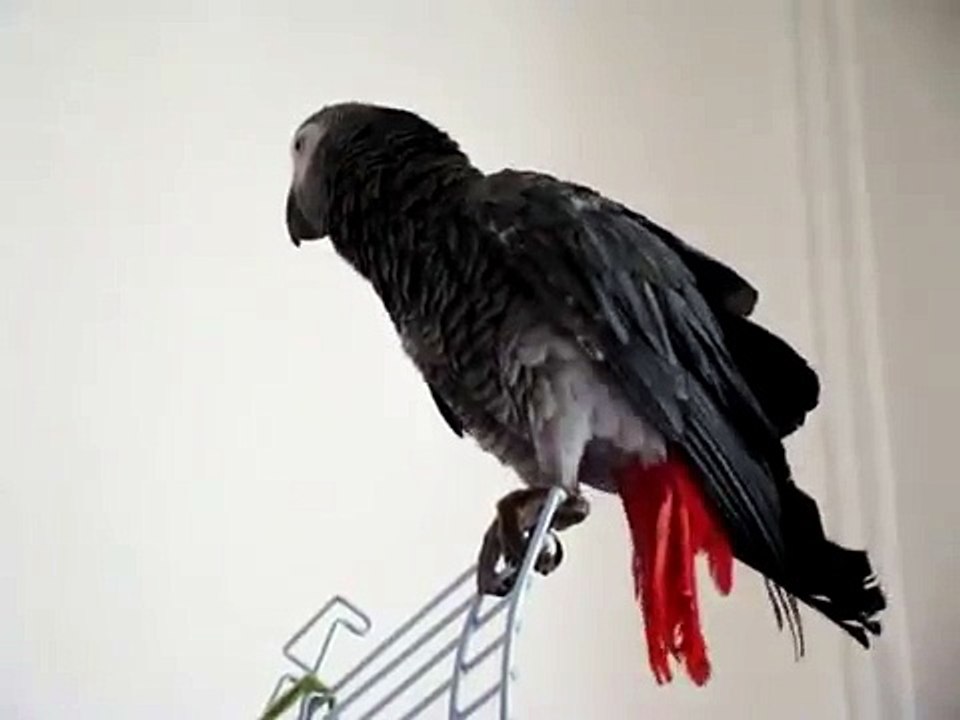 cenerino canta e chiacchiera