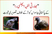 RAW provides proofs of Pakistani Spy Pigeon