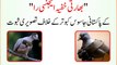 RAW provides proofs of Pakistani Spy Pigeon