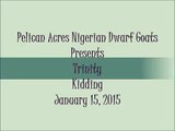 Pelican Acres Nigerian Dwarf Goats - Trinity - Kidding - 1/15/15