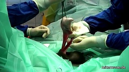 Pferde-Kastration, Teil2