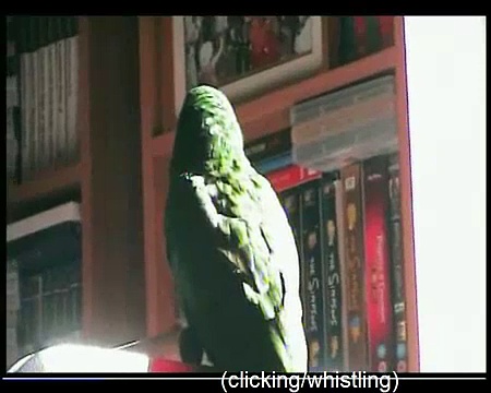 Angel Eclectus Parrot Talking Peekaboo, I got your beak!!