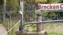 Brocken Coaster Schierke Harz On- und Offride HD
