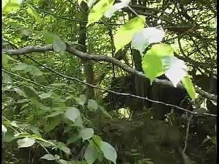 Hard Core Hogs & Dogs 4 DVD Preview