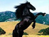 Mi ilusion, mi caballo