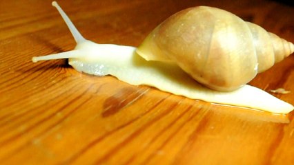 Улитка ползет