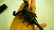 Giant Indian Forest Scorpion Handling