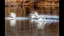 Trumpeter Swans at Lake Magness, Heber Springs, Arkansas