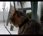 Spider Cat meows at Bird on Roof