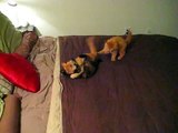KittyWrestleMania: A Trio of Kittens Wrestling on a Bed