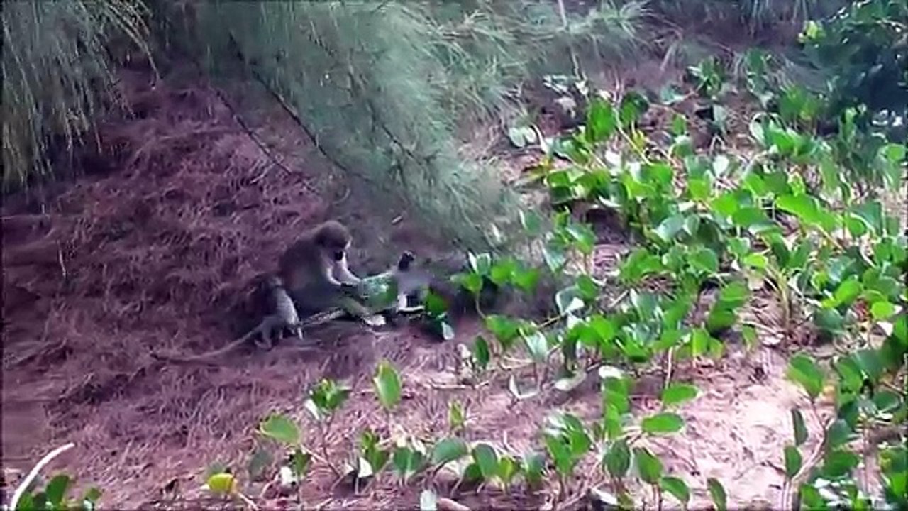 Sea Monkeys on Monkey Island. The Monkey King