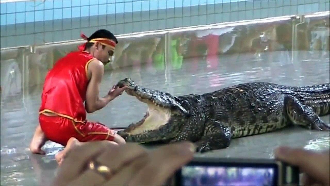 Pattaya Thailand Crocodile Farm 2011 .This man sticks his arm in a Crocodile stomach