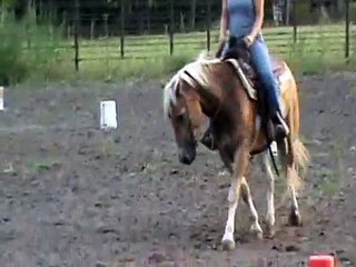 Flinger - 2005 Registered Haflinger Gelding SOLD - video 2